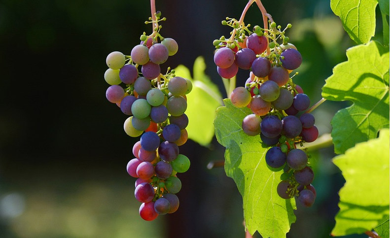 Les vignes du Bordelais